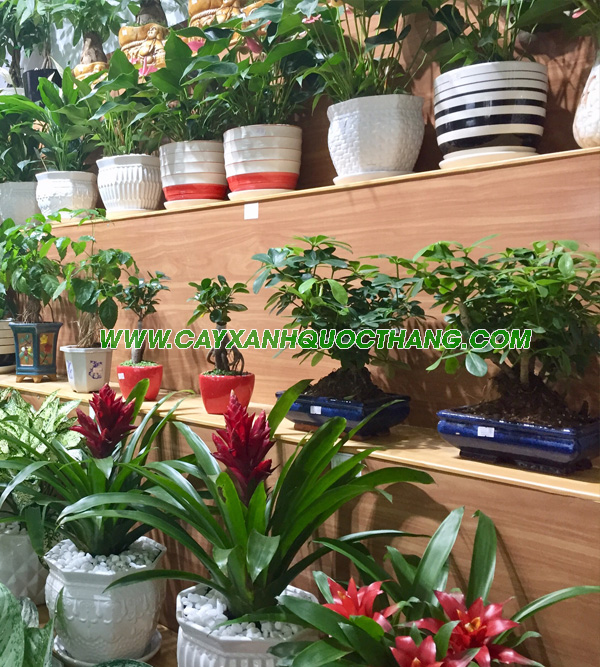 Cây cảnh thông dụng