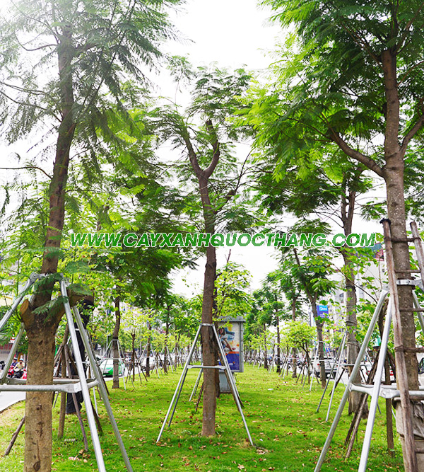 Cây công trình đô thị