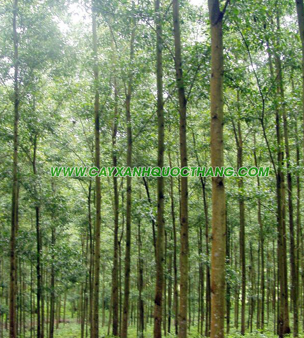 Cây trồng rừng