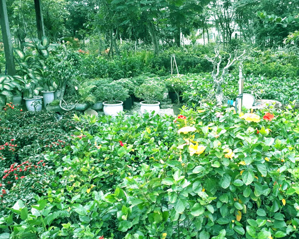 Giới Thiệu